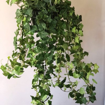 English Ivy plant