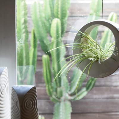 Planter in hanging planter by window