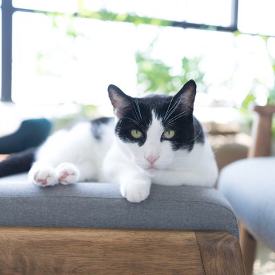 cat sitting on a chair