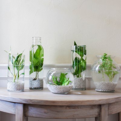 DIY indoor water garden