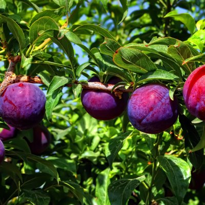 Ripe plums on tree.