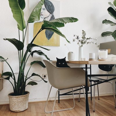 minimalist plant tout photo