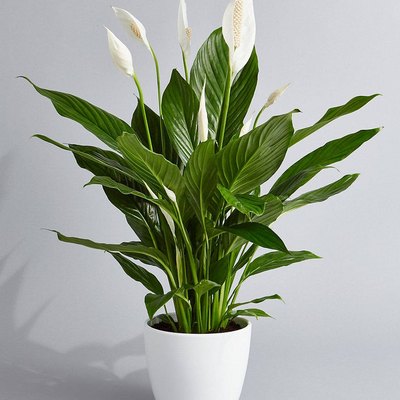 Peace lily plant