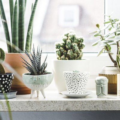 succulent garden