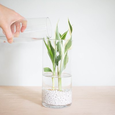 trisha sprouse watering vase