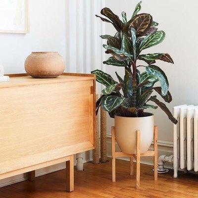 the sill patterned plants