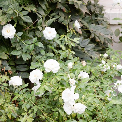 Rose bush in garden