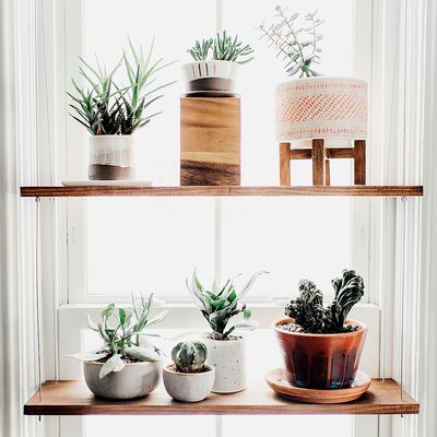 window plant shelves with small potted plants