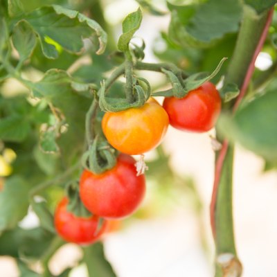 Tomatoes on the vine