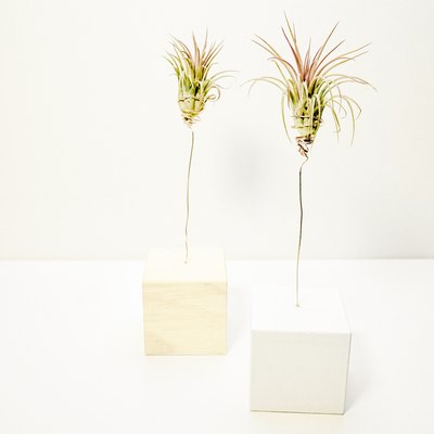 DIY wood block air plant tree