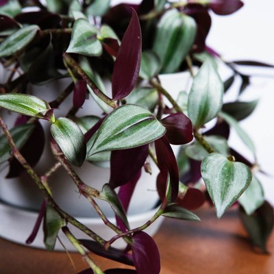 Tradescantia zebrina