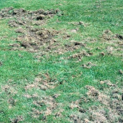 Animal damage caused by the presence of grubs