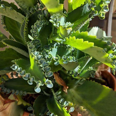 Mother of Thousands, Mexican Hat plant (Kalanchoe pinnata)
