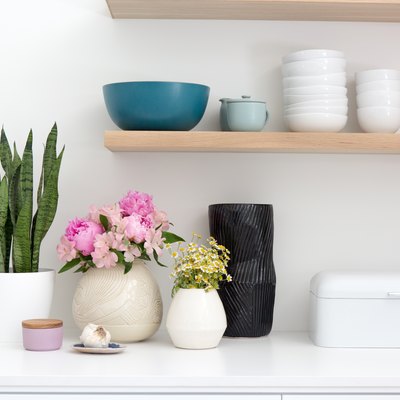sansevieria plant