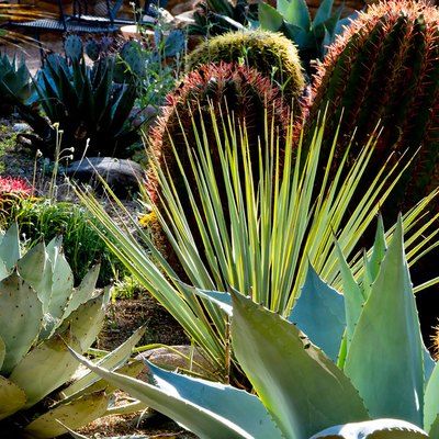 Cactus and agave.