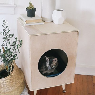 Cat inside plywood litter box