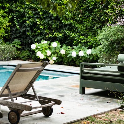 pool on a concrete patio surrounded by privacy hedges and a hydrangea shrub