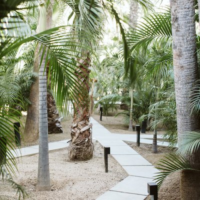 A concrete path way in the midst of several palm trees with landscape lighting along the path