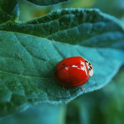Beneficial Insects for Vegetable Gardens: Ladybugs