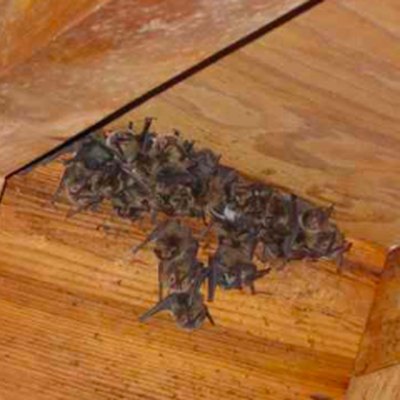 Bat colony in a house.