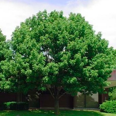 White ash tree in summer.