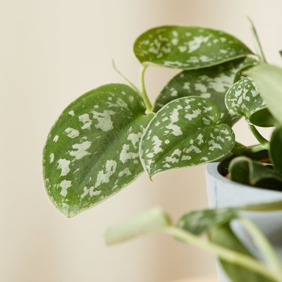 Silver Pothos plant