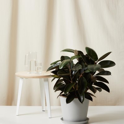 sustainable home decor with potted rubber tree next to a stool