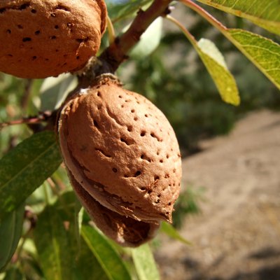 Close-up of almond shell growing on a tree branch
