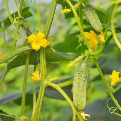 cucumbers growing on a vine in greenhouse
