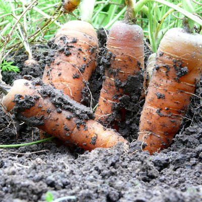 Close-Up Of Carrots Growing In Garden