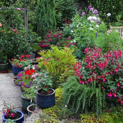 Bright flowers in English garden with patio pots & flowerbeds.