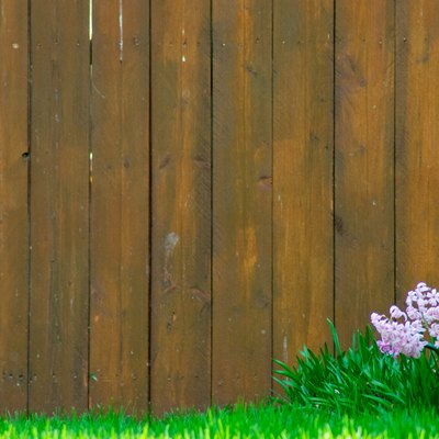 Pink Flowers on a Front Lawn With a Brown Fence in the Background