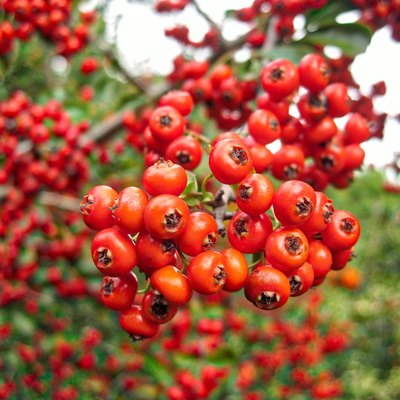 Firethorn Pyracantha Coccinea Fruit