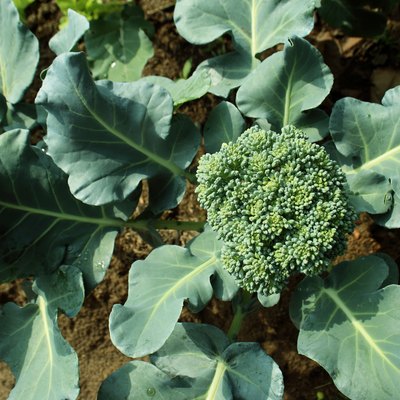 Cauliflower broccoli plant growing in a vegetable garden.