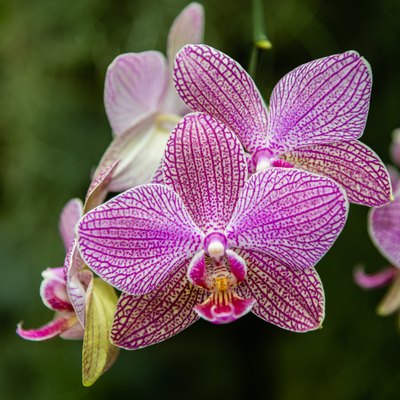 Orchids family plants