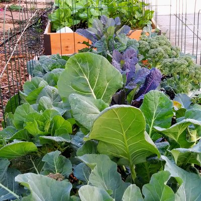 Kale - vegetable bed - Healthy living