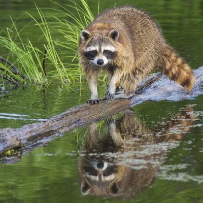 Water reflections of a raccoon on a log.