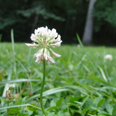 White Clover Blooming Outdoors