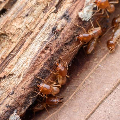 Termites eating rotted wood