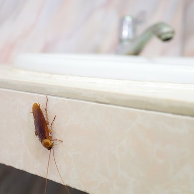 Cockroach in house on background of toilet