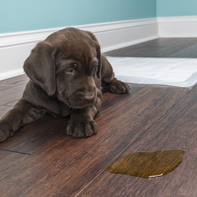 A Chocolate Labrador puppy looking at the pee on wood floor - 8 weeks old