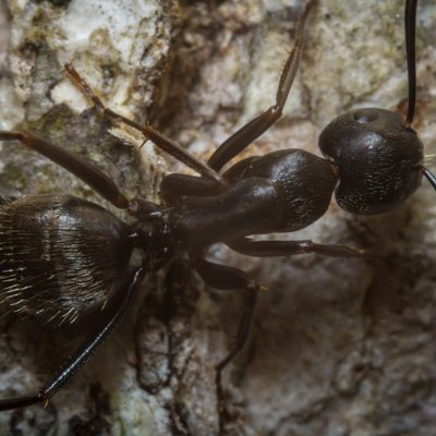 Black Carpenter Ant Macro