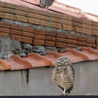 Owls on a House's Rooftop