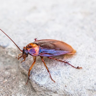 Cockroach, winged adult
