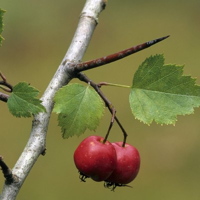 THORN, A MODIFIED LEAF. HAWTHORN Crataegus spp. Also shows the Fruit. These sharp, spearlike thorns develop from axillary buds. Thorny shrubs. Michigan