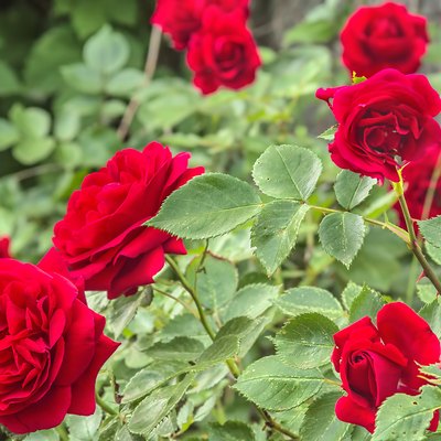 Flowers of a red rose in a flower garden, close-up