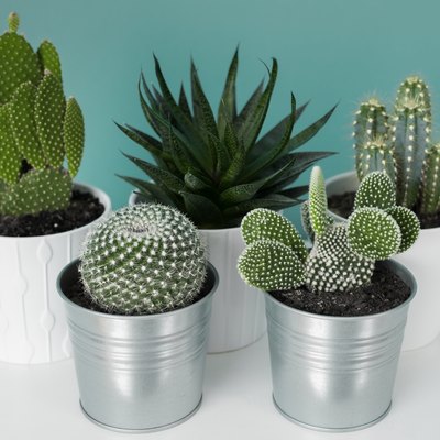 Collection of various cactus and succulent plants in different pots. Potted cactus house plants on white shelf against turquoise colored wall. Top view.