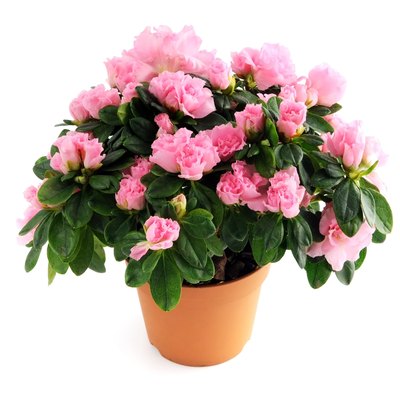flower pot of pink Azalea (Rhododendron) on isolated background