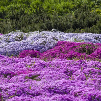 Purple creeping phlox, on the flowerbed. The ground cover is used in landscaping when creating alpine slides and rockeries