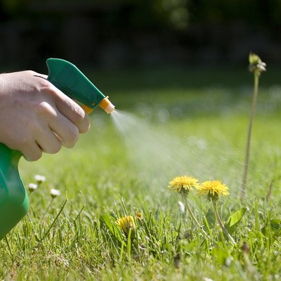 Spraying the dandelions